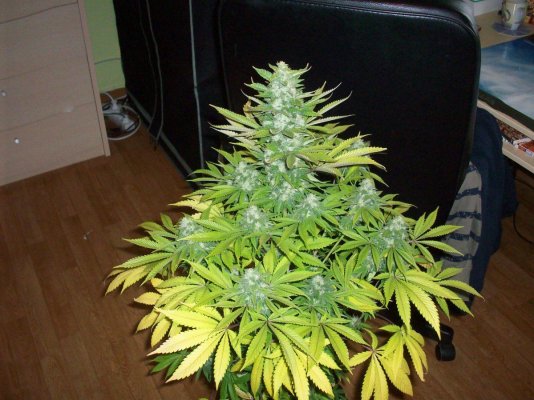 another-chemodog-dd-grow.jpg