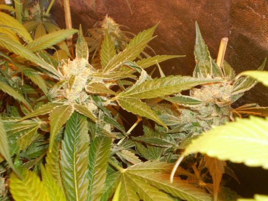 sour-jack-8week.jpg