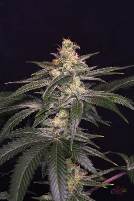 Space Dawg P1 - Day 46 013.jpg