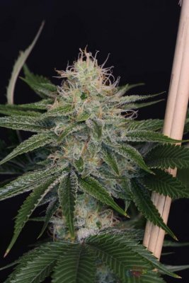Space Dawg P2 - Day 46 012.jpg