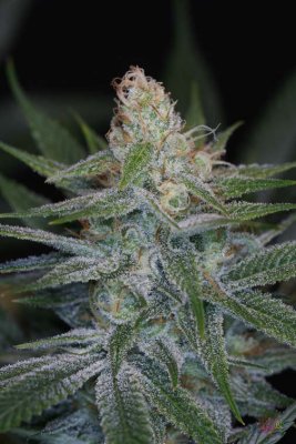 Space Dawg P3 - Day 46 015.jpg