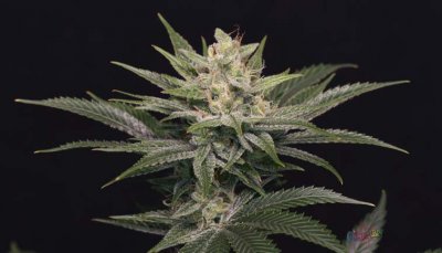 Space Dawg P4 - Day 46 010.jpg