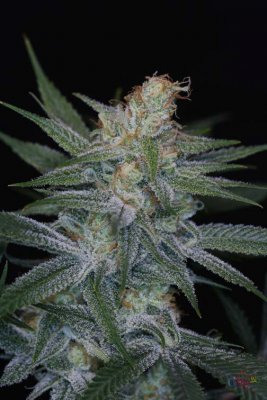 space-dawg--46-days-6.jpg