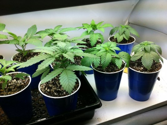 new seeds one month old , please check out