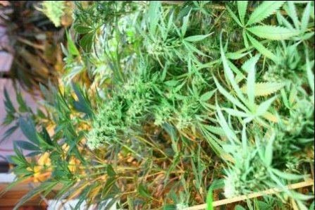 comparison grow:  HPS vs Induction