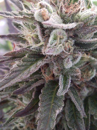 Kakalak Kush Indoor and Out