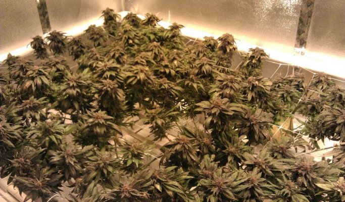 Day 59 tray a.jpg