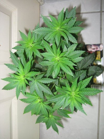 TopDawg Seeds ***Tre Star Dawg*** Paulycali
