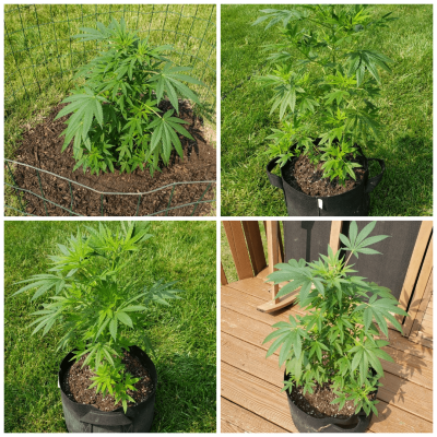 Hi. Newbie Scott Trying To Grow Pot