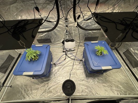 Ethos: Skunk Hero RBX1 Aeroponics Grow