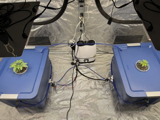 Ethos: Skunk Hero RBX1 Aeroponics Grow