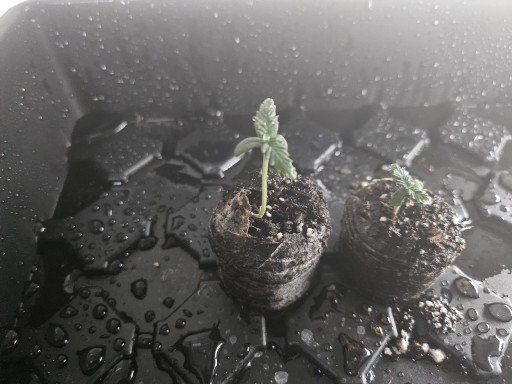 help first time grower need to save her