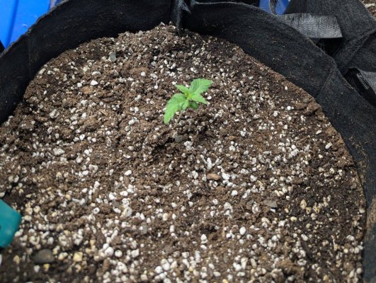 Barney's farms Wedding Cake. First runt I've grown, and worth it.