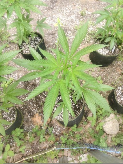Socks' garden pic dump thread