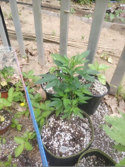 Socks' garden pic dump thread