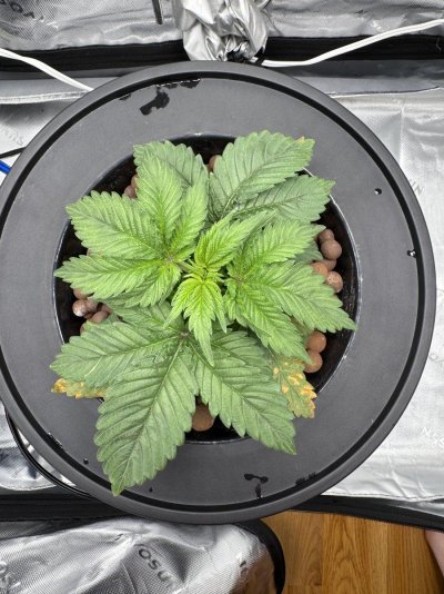 Should I cut these old leaves off??