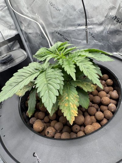 Should I cut these old leaves off??