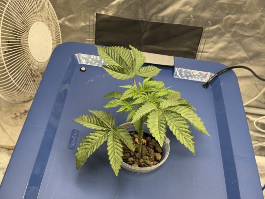 Ethos: Skunk Hero RBX1 Aeroponics Grow