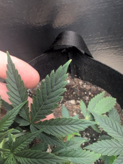 Is this light burn or nut burn?