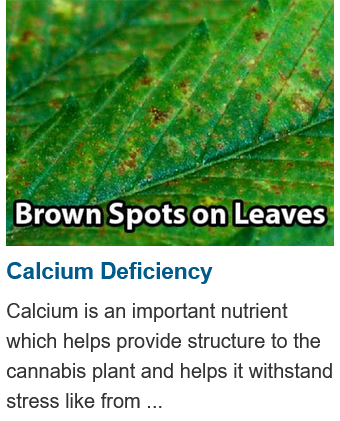 Screenshot 2025-06-07 at 06-39-29 Plant Doctor - Diagnose Your Cannabis Plants! Grow Weed Easy.png
