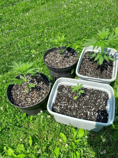 Summer Indoor/Outdoor growing journal
