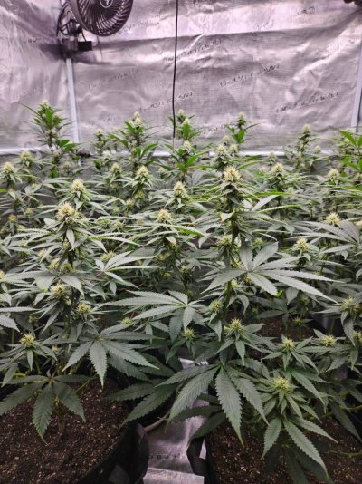 Lets try this again...3rd times a charm?  Grow journal #3