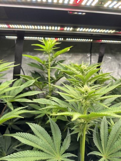 help-plant-growing-taller-than-light-2.jpeg