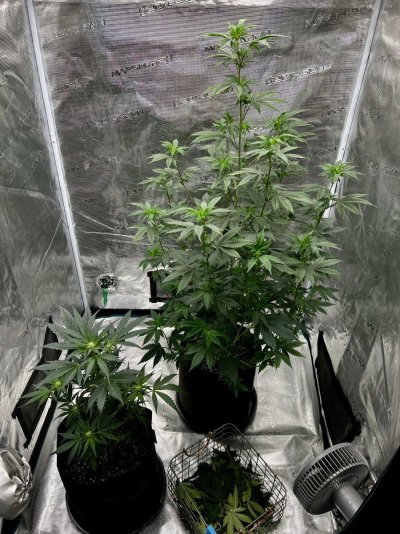 First time growing the thing