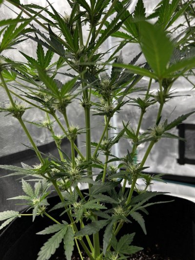 First time growing the thing