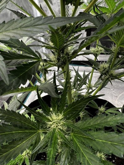 First time growing the thing