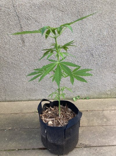 maui-wowie.jpg