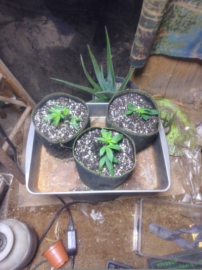 Socks' garden pic dump thread