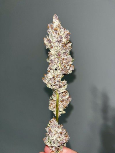 Let's See Your Frostiest Flowers