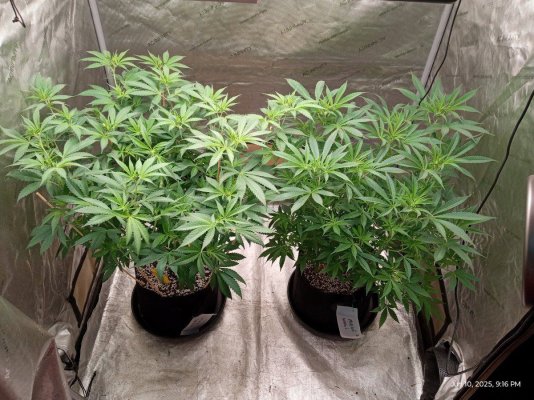 Maui Waui and northern lights