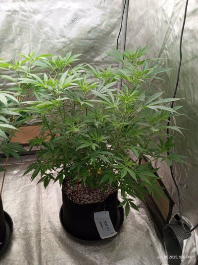 Maui Waui and northern lights