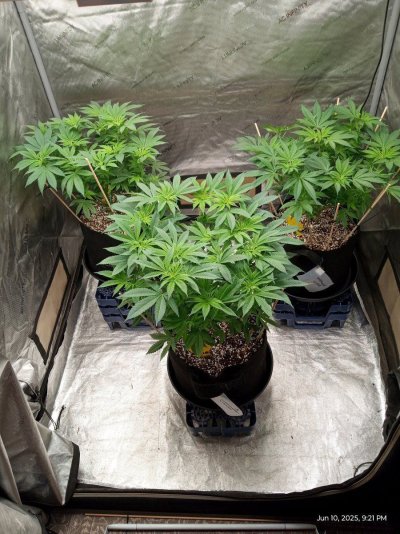 Maui Waui and northern lights