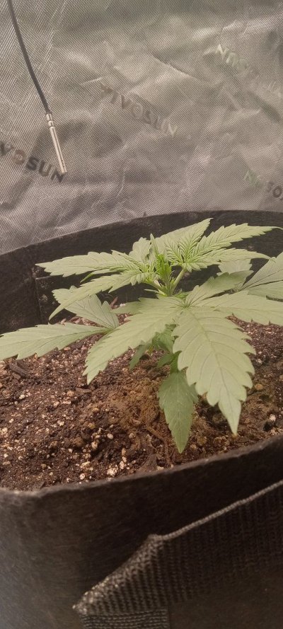another-auto-grow-two-godzilla-cookies-6.jpg
