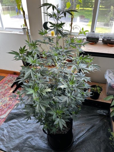 First time growing the thing