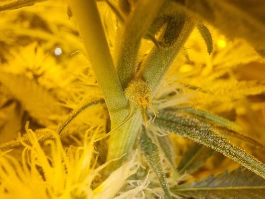 pistils-with-brown-tips-please-help-3.jpg