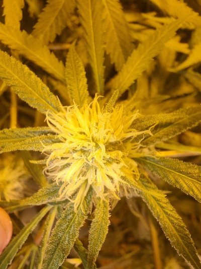 pistils-with-brown-tips-please-help-6.jpg