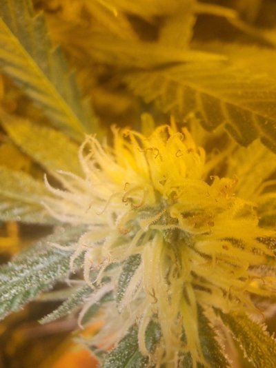 pistils-with-brown-tips-please-help-7.jpg