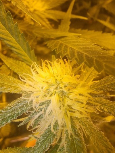 pistils-with-brown-tips-please-help-8.jpg