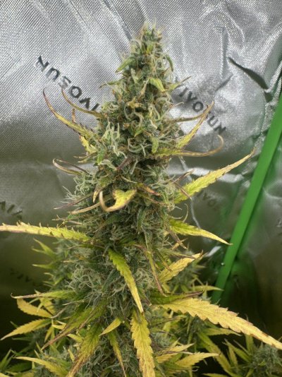 do-i-need-to-keep-feeding-this-plant-for-about-another-2-weeks-3.jpeg