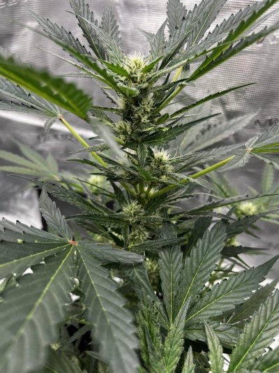 First time growing the thing