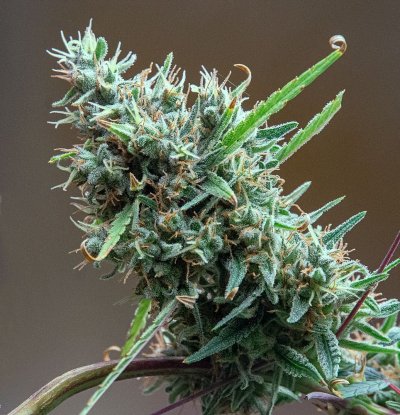 Let's See Your Frostiest Flowers