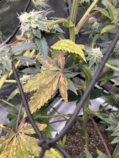EARLY TO MID FLOWER ISSUES