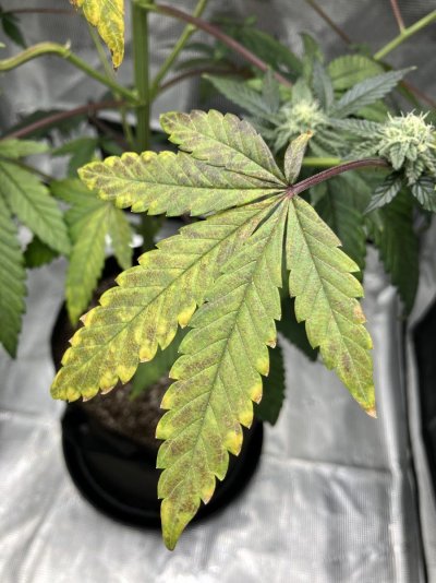EARLY TO MID FLOWER ISSUES