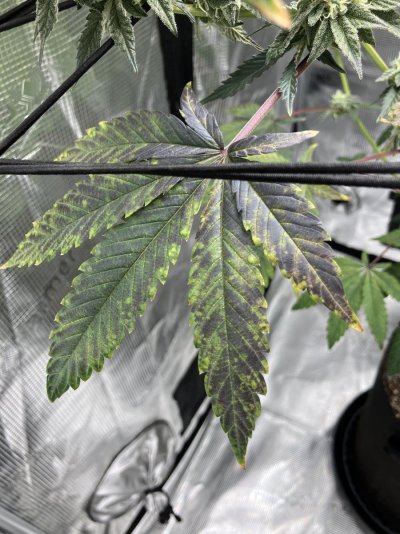 EARLY TO MID FLOWER ISSUES