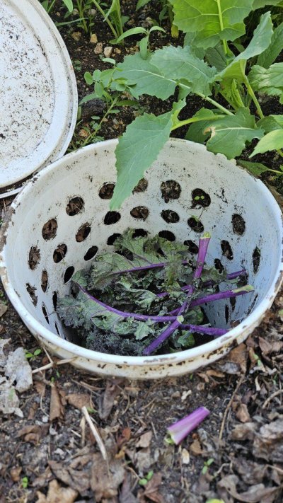 2025 outdoor grows! Let’s see em!