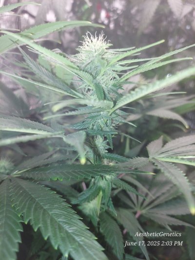 blueberry-muffin-humboldt-seed-co-cut-3.jpg